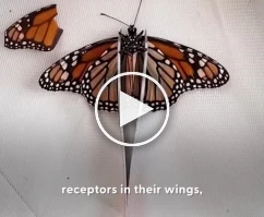 ترمیم پر شکسته یک پروانه